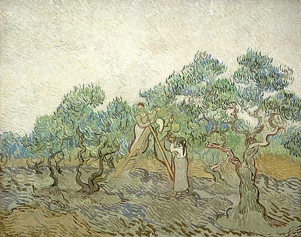 Women Picking Olives - Vincent Van Gogh